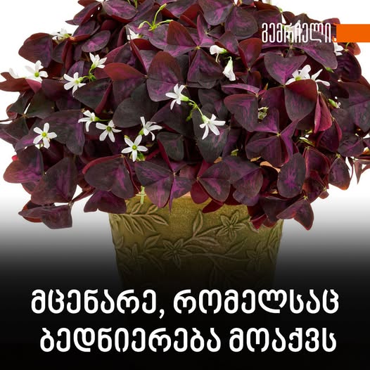 მცენარე, რომელსაც ბედნიერება მოაქვს – როგორ გავახაროთ და როგორ მოვუაროთ